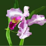 Curso de Illustrator