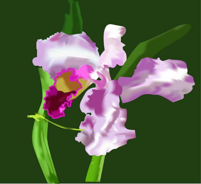 Curso de Illustrator