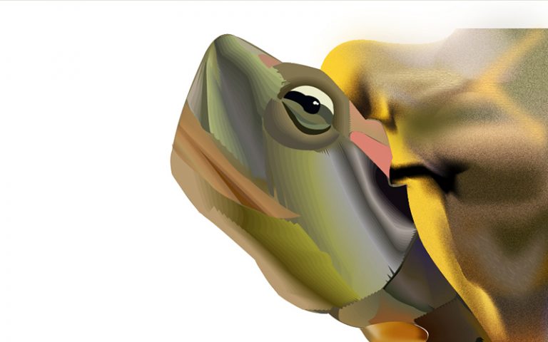 Curso de Illustrator