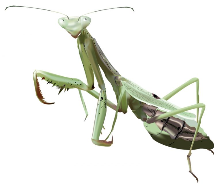 Curso de Illustrator