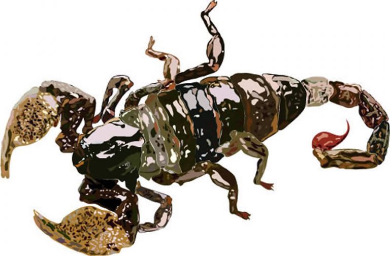 Curso de Illustrator