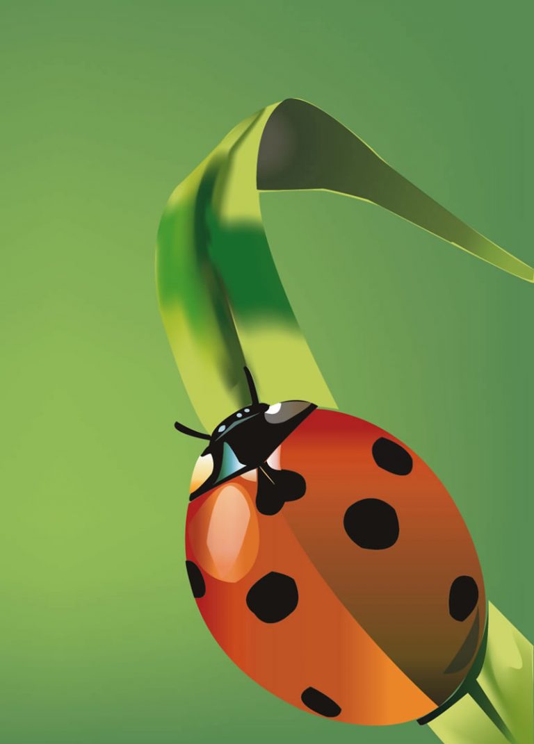 Curso de Illustrator