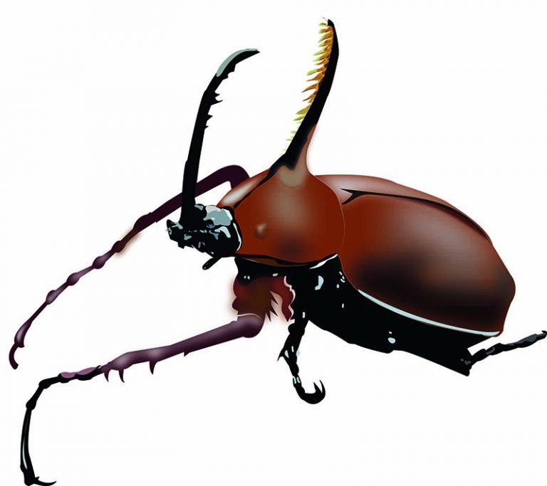 Curso de Illustrator