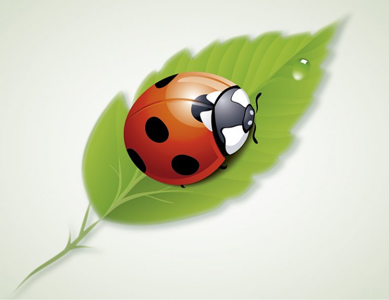 Curso de Illustrator