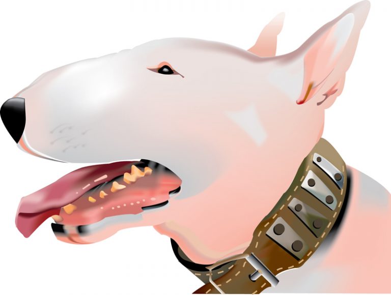 Curso de Illustrator